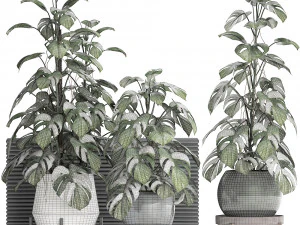 collection exotic plants monstera 451 3D Model