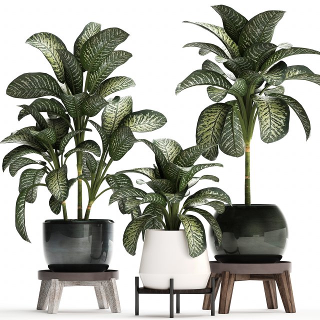 dieffenbachia in a pot 452 Modelo 3D .c4d .max .obj .3ds .fbx .stl .blend 