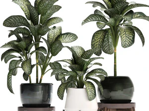 dieffenbachia in a pot 452 3D Model