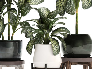 dieffenbachia in a pot 452 Modelo 3D