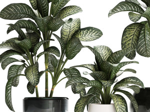 dieffenbachia in a pot 452 Modelo 3D