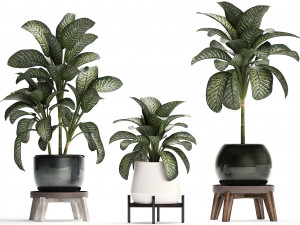 dieffenbachia in a pot 452 Modelo 3D