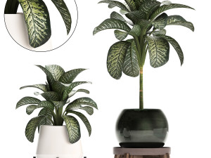 dieffenbachia in a pot 452 Modelo 3D