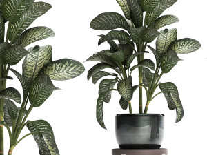 dieffenbachia in a pot 452 Modelo 3D