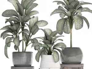 dieffenbachia in a pot 452 Modelo 3D