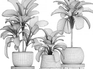 dieffenbachia in a pot 452 Modelo 3D
