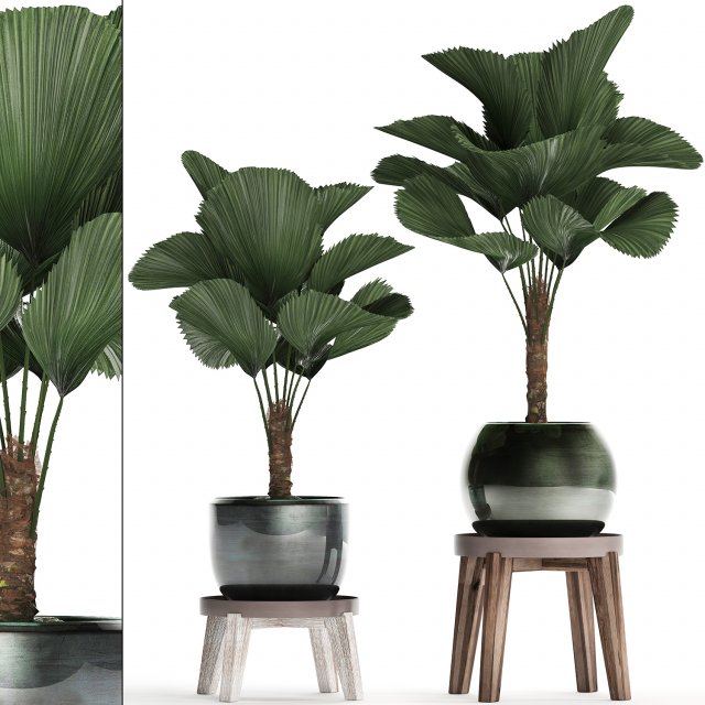 licuala palm in a pot 453 3D 模型 .c4d .max .obj .3ds .fbx .stl .blend 