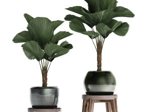 licuala palm in a pot 453 3D 模型