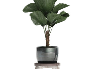 licuala palm in a pot 453 3D 模型