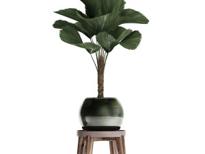licuala palm in a pot 453 3D 模型