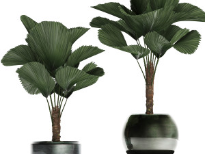 licuala palm in a pot 453 3D 模型