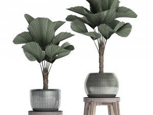 licuala palm in a pot 453 3D 模型