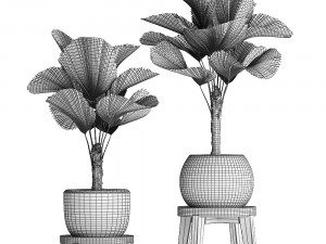 licuala palm in a pot 453 3D 模型