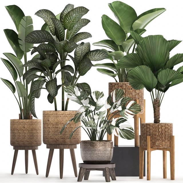 collection of decorative plants in pots for home 454 Model 3D .c4d .max .obj .3ds .fbx .stl .blend 