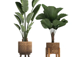 collection of decorative plants in pots for home 454 3D Model