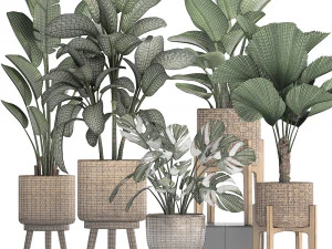 collection of decorative plants in pots for home 454 3D Model