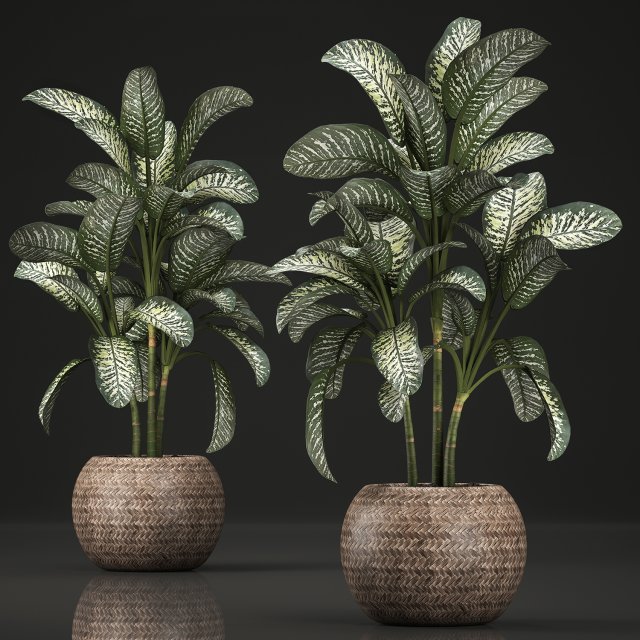 dieffenbachia in a pot 455 Model 3D .c4d .max .obj .3ds .fbx .stl .blend 