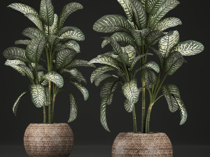 dieffenbachia in a pot 455 3Dモデル
