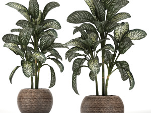 dieffenbachia in a pot 455 Model 3D
