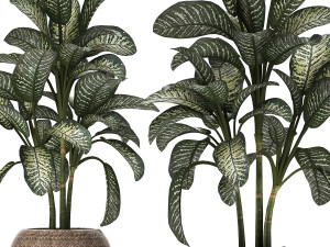 dieffenbachia in a pot 455 Model 3D