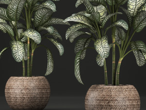 dieffenbachia in a pot 455 Model 3D