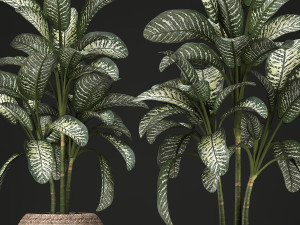 dieffenbachia in a pot 455 Model 3D