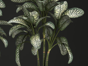 dieffenbachia in a pot 455 Model 3D