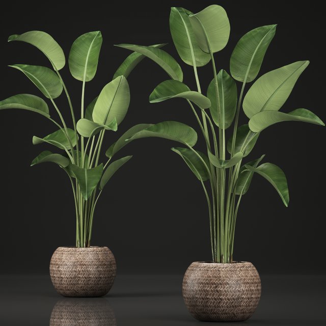 exotic plants banana tree set 456 Modelo 3D .c4d .max .obj .3ds .fbx .stl .blend 