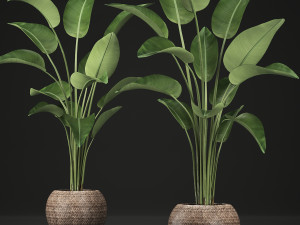 exotic plants banana tree set 456 Model 3D