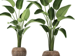 exotic plants banana tree set 456 Modelo 3D