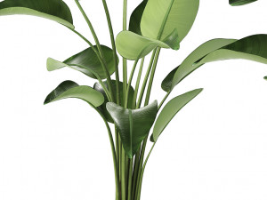 exotic plants banana tree set 456 Modelo 3D