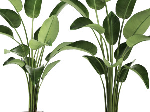 exotic plants banana tree set 456 Modelo 3D