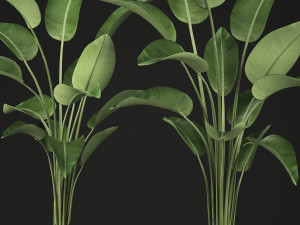 exotic plants banana tree set 456 Modelo 3D