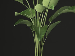 exotic plants banana tree set 456 Modelo 3D