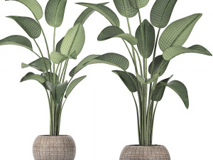 exotic plants banana tree set 456 Modelo 3D