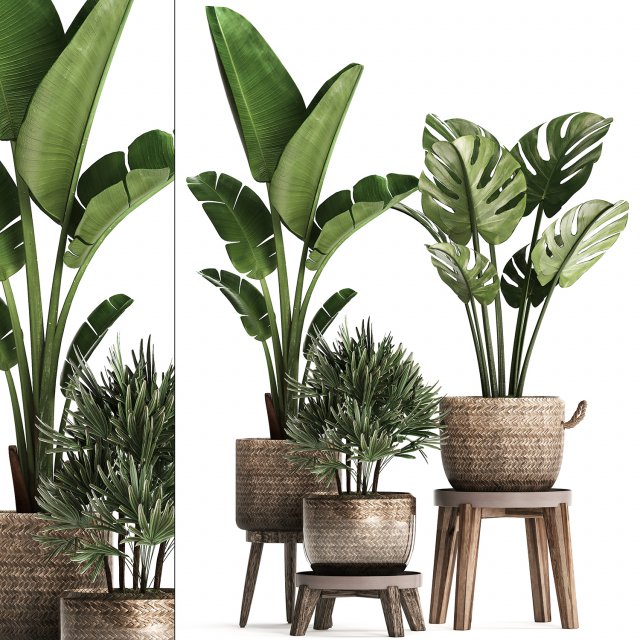 exotic plants set 457 Model 3D .c4d .max .obj .3ds .fbx .stl .blend 