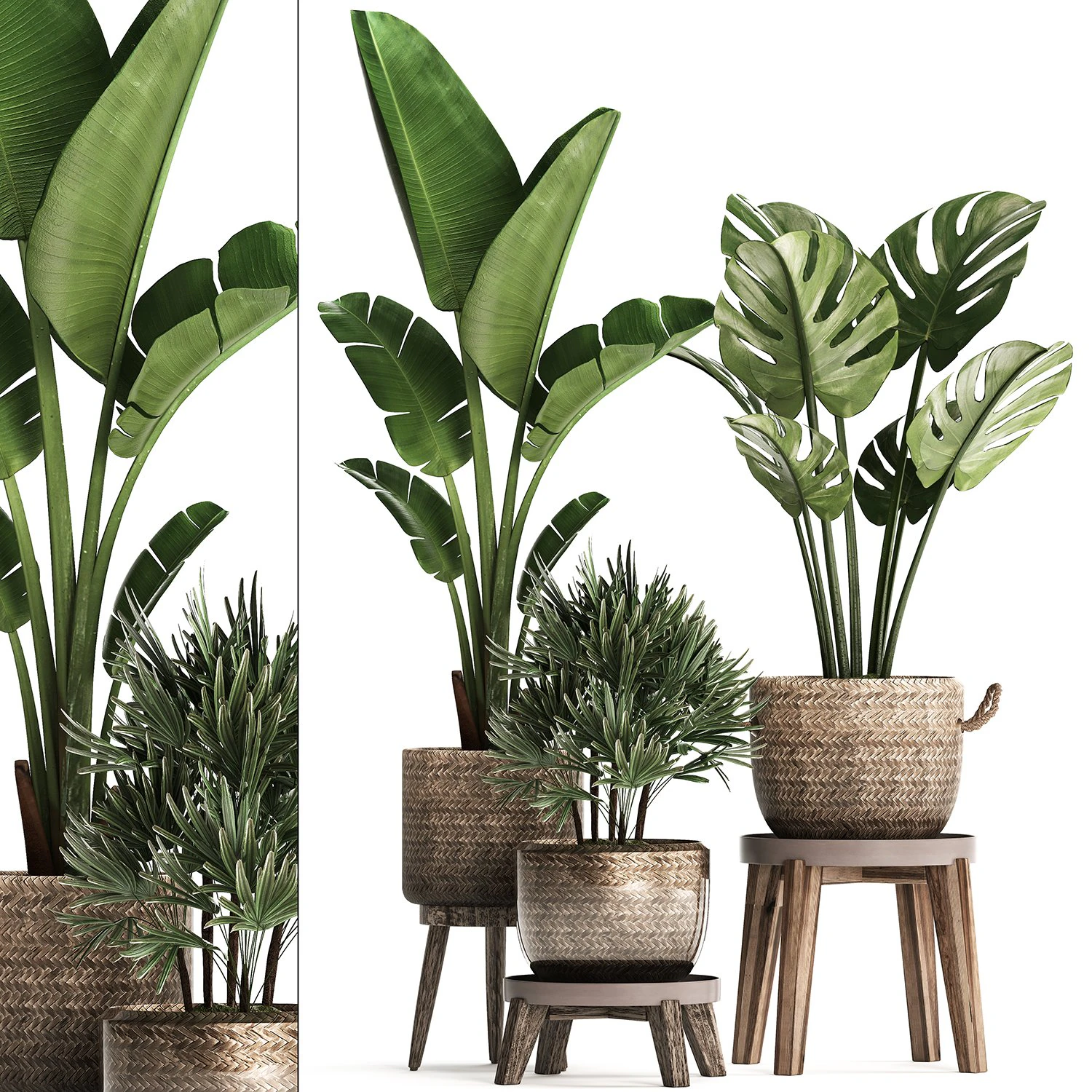 exotic plants set 457 3D Model .c4d .max .obj .3ds .fbx .stl .blend