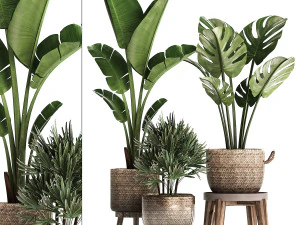 conjunto de plantas exóticas 457 Modelo 3D