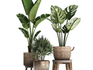 exotic plants set 457 3D Model