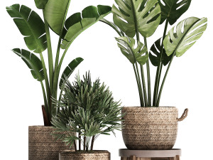exotic plants set 457 Model 3D
