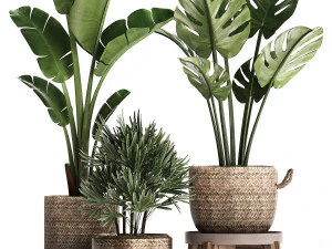 exotic plants set 457 3D Model