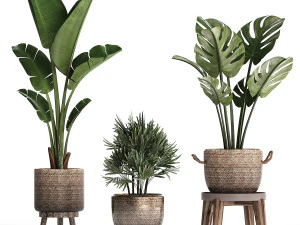 exotic plants set 457 3D Model