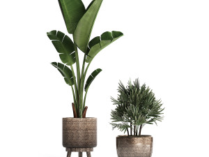 exotic plants set 457 Model 3D
