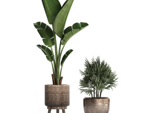 exotic plants set 457 3D Model