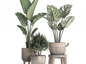 exotic plants set 457 3D Model