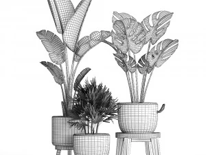 exotic plants set 457 3D Model