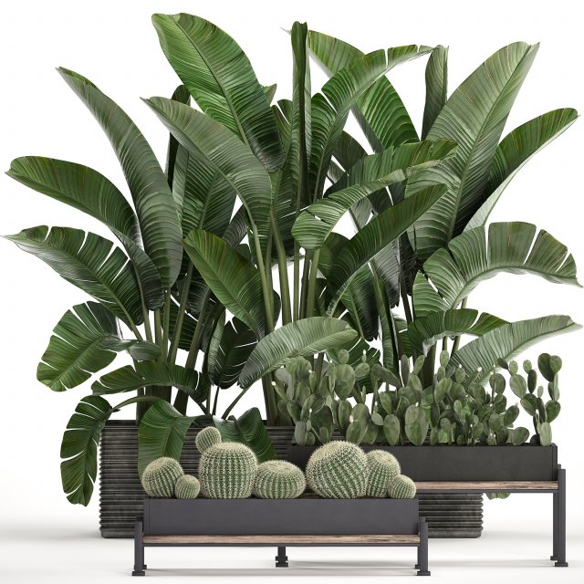 decorative plants in flower pots for the interior 458 3D Модель .c4d .max .obj .3ds .fbx .stl .blend 