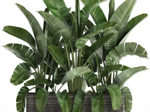 decorative plants in flower pots for the interior 458 3D Модель