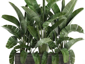 decorative plants in flower pots for the interior 458 3D Model