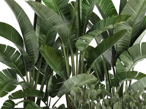 decorative plants in flower pots for the interior 458 3D Модель